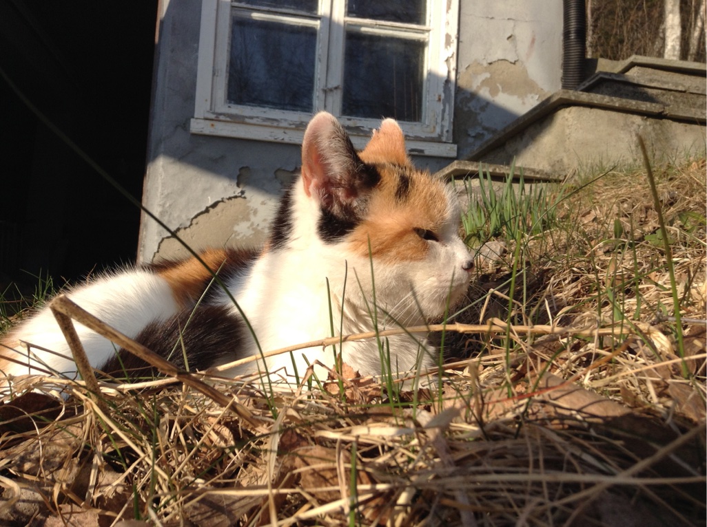 Our cat Kwiebus